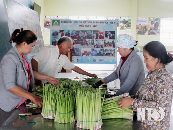 Hỗ trợ phát triển hợp tác xã do phụ nữ tham gia quản lý